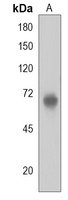 Anti-PRDM13 Antibody
