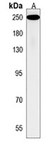 Anti-RSF1 Antibody