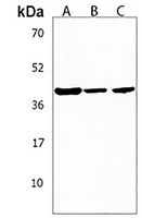 Anti-RAD9B Antibody