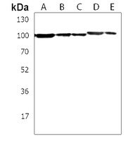 Anti-ZNF175 Antibody