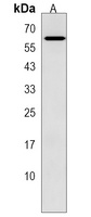 Anti-ZKSCAN8 Antibody