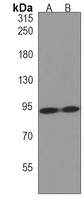 Anti-ZNF560 Antibody