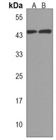 Anti-GGN Antibody