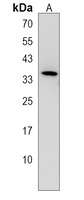 Anti-STX1B Antibody