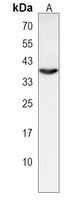 Anti-OR1L3 Antibody