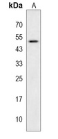 Anti-GPR164 Antibody