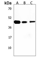 Anti-CBWD1 Antibody