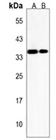 Anti-ASB9 Antibody