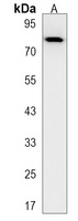 Anti-TPX2 Antibody