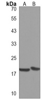 Anti-FAM159A Antibody