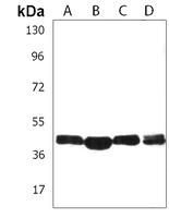 Anti-CD85e Antibody