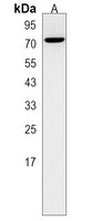 Anti-TAF1B Antibody