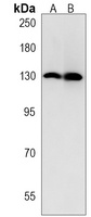 Anti-MCM9 Antibody