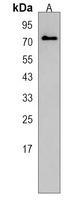 Anti-MEX3C Antibody