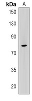 Anti-LRCH1 Antibody