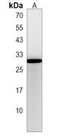 Anti-RGS2 Antibody