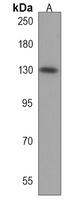 Anti-ZNF516 Antibody