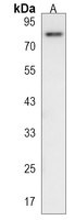 Anti-FCHSD2 Antibody