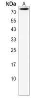 Anti-Collagen 9 alpha 3 Antibody
