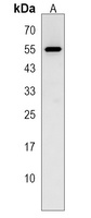 Anti-SF3A2 Antibody