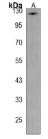 Anti-ATP1A3 Antibody