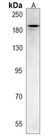 Anti-TTBK1 Antibody