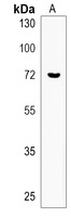 Anti-ZNF93 Antibody