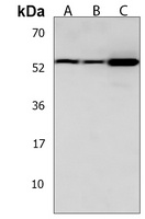 Anti-DMRTA2 Antibody