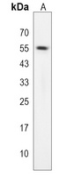 Anti-TES Antibody