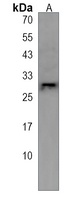 Anti-PRSS57 Antibody