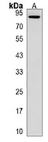 Anti-KIRREL Antibody