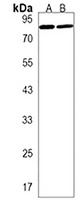 Anti-LEO1 Antibody