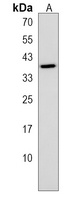 Anti-OR5W2 Antibody