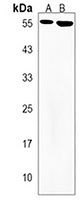 Anti-MEFV Antibody