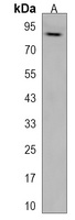 Anti-TROAP Antibody