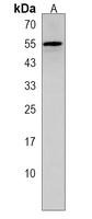 Anti-ZSCAN5C Antibody