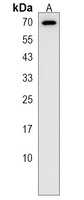 Anti-PRR14 Antibody