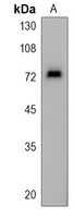 Anti-ASNSD1 Antibody