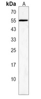 Anti-ZNF101 Antibody