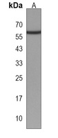 Anti-ZNF410 Antibody