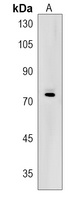 Anti-ZNF274 Antibody