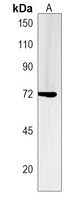 Anti-ZNF251 Antibody