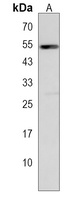 Anti-MFAP1 Antibody