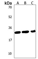 Anti-MSX1 Antibody