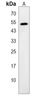 Anti-ZNF736 Antibody