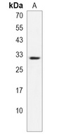 Anti-ZNF365 Antibody