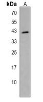 Anti-LRRC39 Antibody