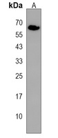 Anti-ASIC3 Antibody