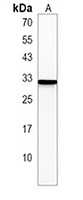 Anti-PABPC1L2B Antibody