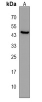 Anti-PRR25 Antibody